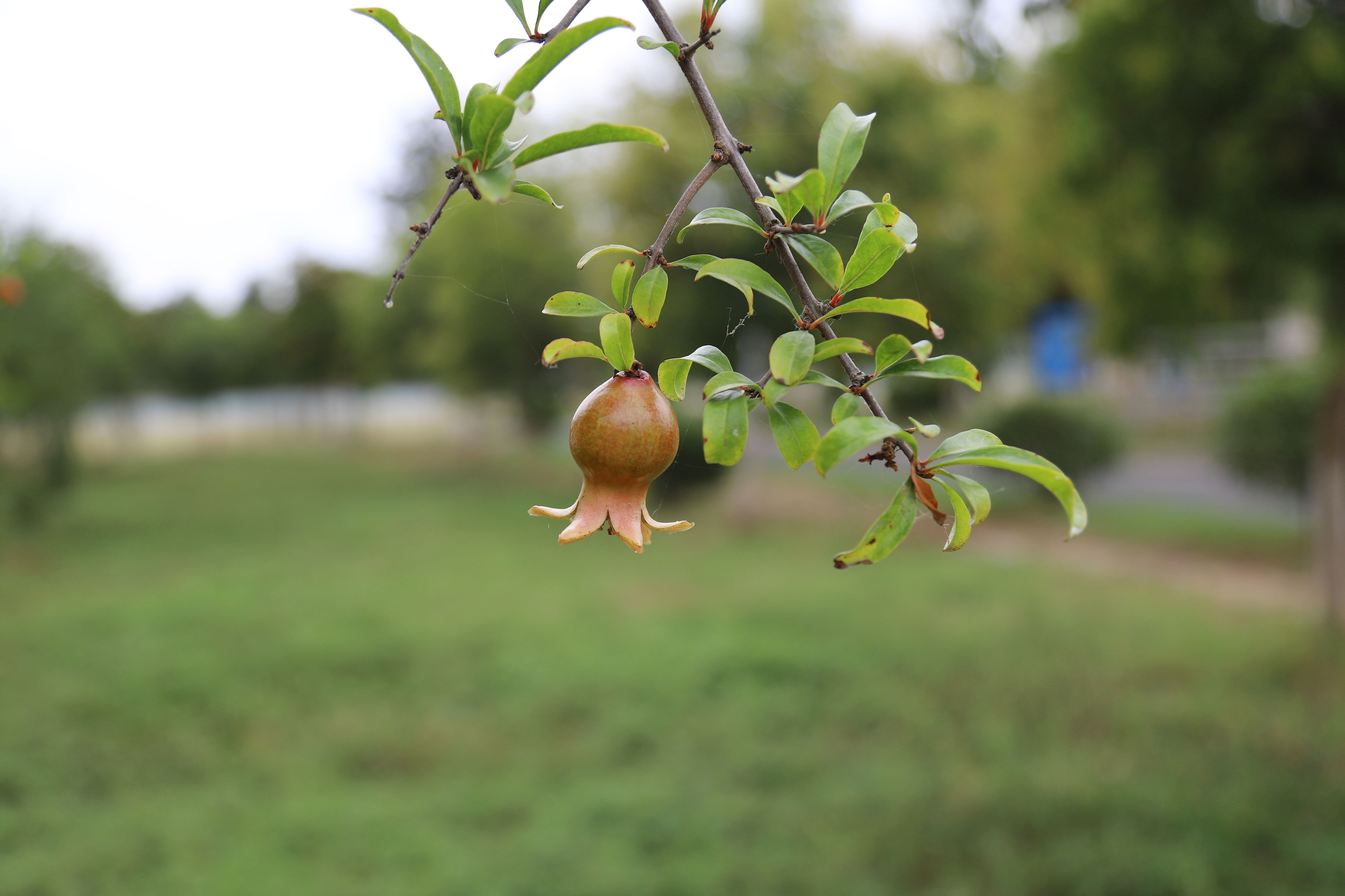 �������ǲ�(�й���)�ٷ���վ