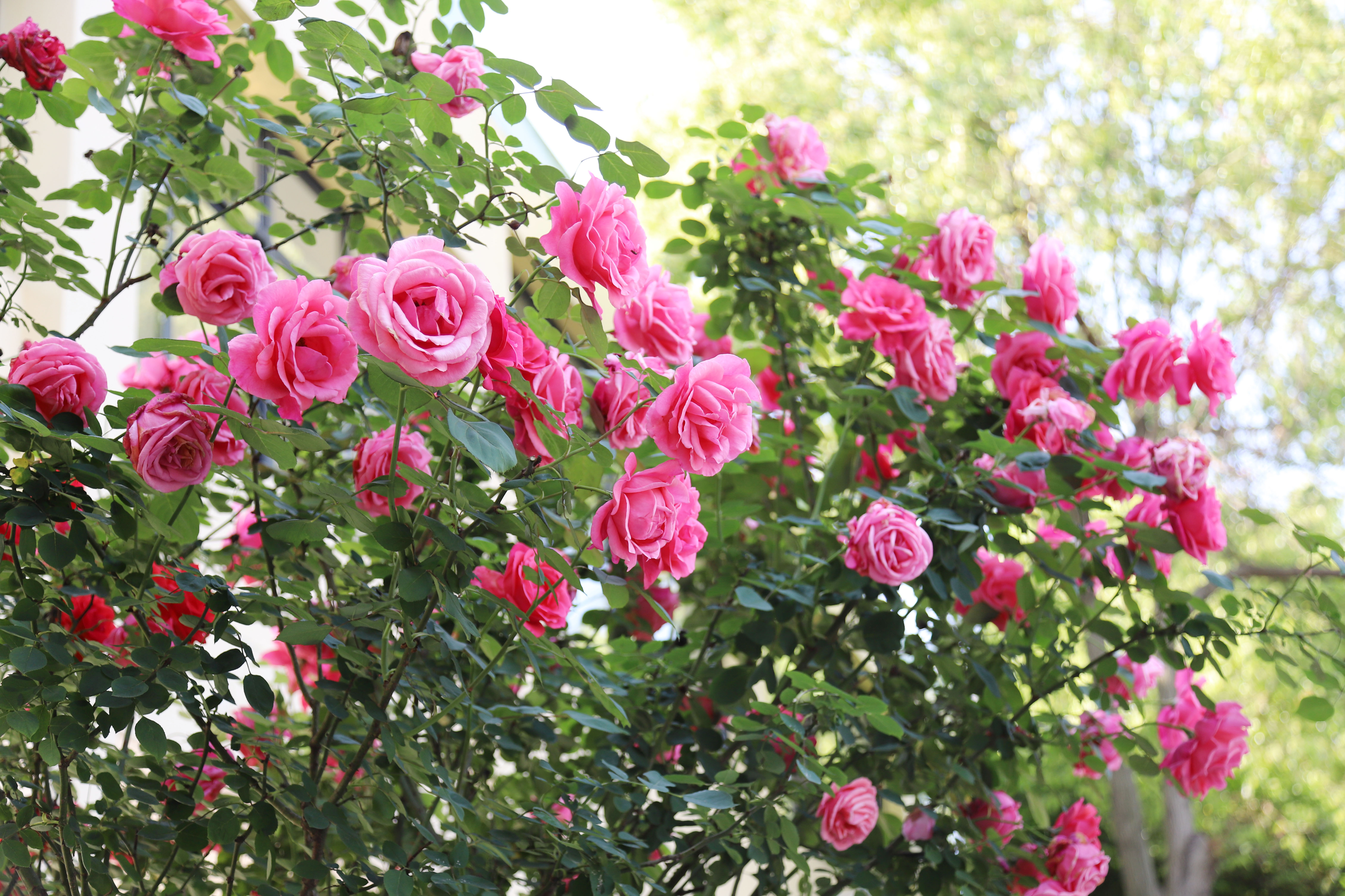 �������ǲ�(�й���)�ٷ���վ