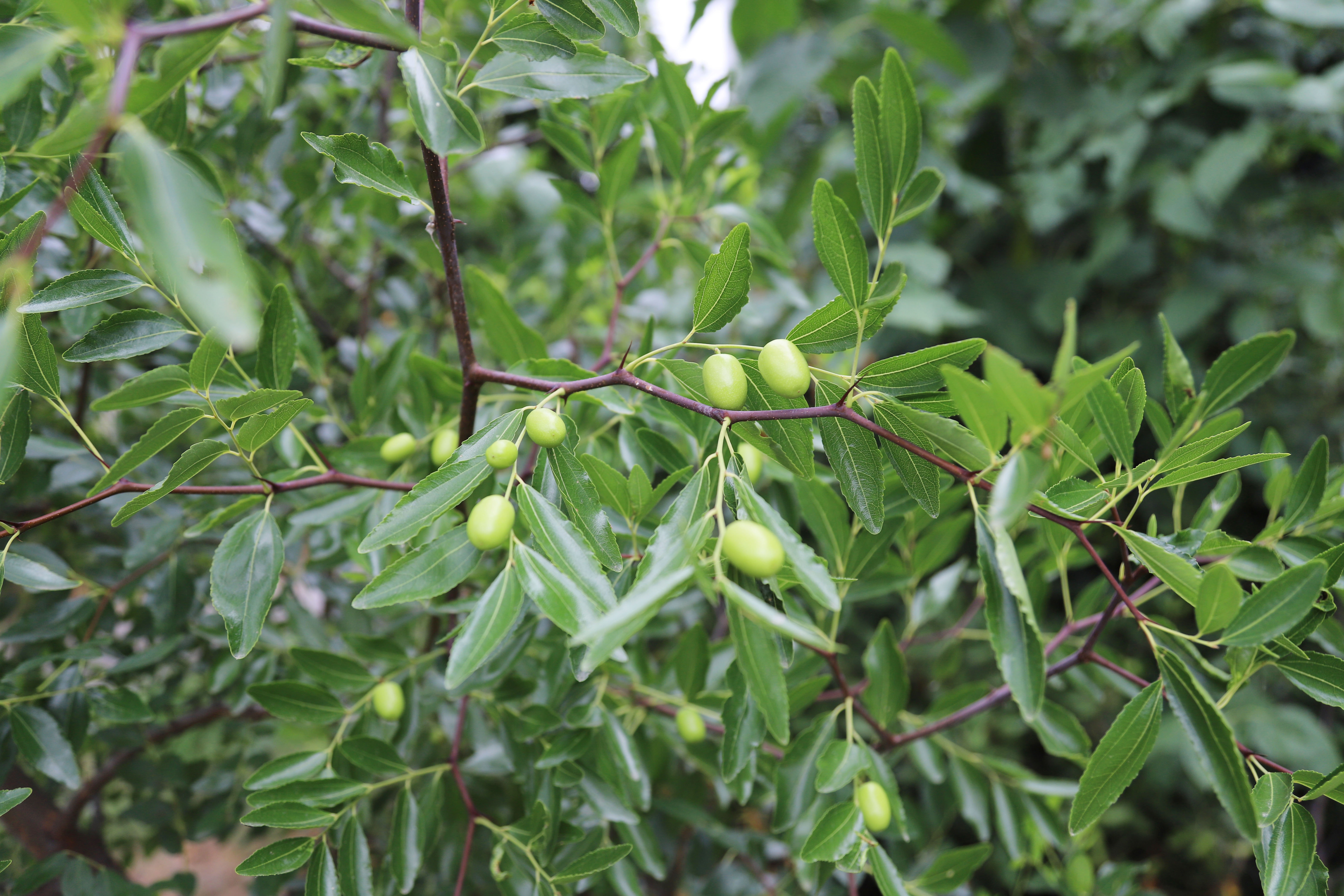 �������ǲ�(�й���)�ٷ���վ