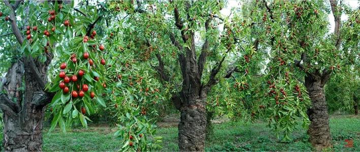 �������ǲ�(�й���)�ٷ���վ